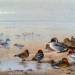 Pintail Teal and Wigeon on the Seashore